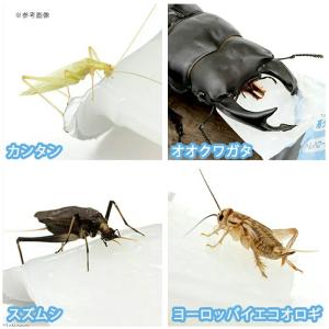 昆虫ゼリー プロゼリー(16g 50個入り)カ...の詳細画像3