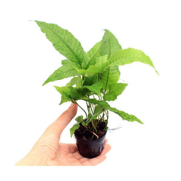 （テラリウム）ジャワファン（３ポット分）　北海道・九州航空便要保温