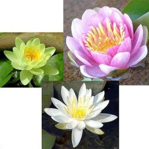 （ビオトープ）睡蓮　温帯性睡蓮（スイレン）３色セット　桃・黄・白（各１株ずつ）