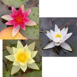 （ビオトープ）睡蓮　姫睡蓮（ヒメスイレン）３色セット　赤・黄・白（スノープリンセス　タグ付）（各１ポットずつ）（休眠状態）