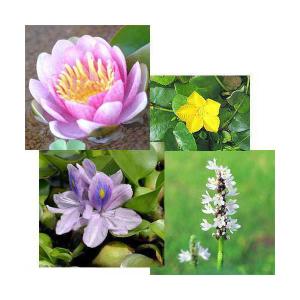 （ビオトープ）（水草）スイレン桃（１）＋ホテイ草（１株）＋アサザ（花色おまかせ）（１ポット）＋ポンテ白（１株）