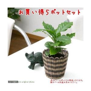 （観葉植物）コーヒーの木　３号（５ポット）