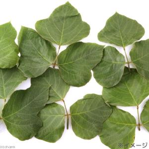 国産 くずの葉 20g お徳用パック 小動物の...の詳細画像2