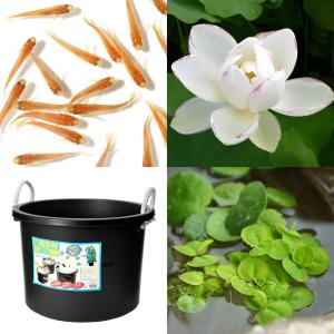 （ビオトープ）（めだか）はじめてのハス栽培セット　天竺斑蓮＋万能容器４５Ｌ＋ヒメダカ＋浮き草　他　説明書付　本州四国限定