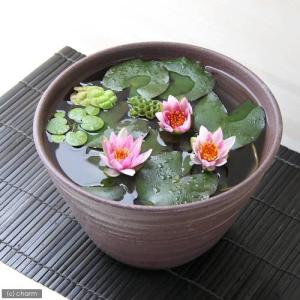 （ビオトープ）（水草）姫睡蓮（ヒメスイレン）（赤）　益子焼　姫睡蓮鉢セット（赤楽）　説明書付　本州四国限定