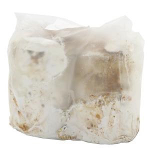 培養産卵材　微創研　Ｍ　２玉　レイシ　直径約８ｃｍ