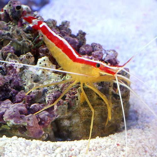 （海水魚）エビ　スカンクシュリンプ　Ｓサイズ（５匹）　北海道・九州航空便要保温