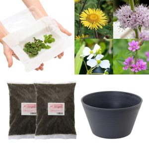 （ビオトープ）（水草）はじめての水生植物栽培セット　日本産ビオ植物３種（３ポット）　睡蓮鉢　本州四国限定　お一人様１点限り