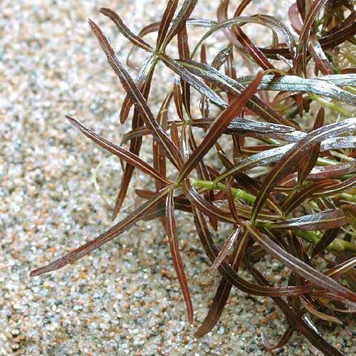 （水草）アラグアイア　レッドシャープリーフ　ハイグロ（水上葉）（無農薬）（１０本）