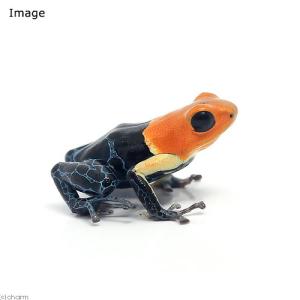 (両生類)ファンタスティカヤドクガエル トゥルー...の商品画像