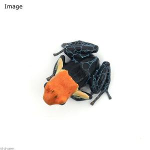 (両生類)ファンタスティカヤドクガエル トゥル...の詳細画像1