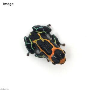 (両生類)イミテーターヤドクガエル チャズタ“...の詳細画像1