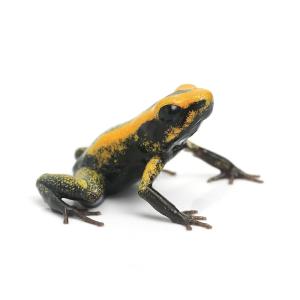 （両生類）テリビリスフキヤガエル　イエロー（１匹）　北海道・九州航空便要保温