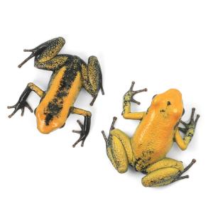 (両生類)テリビリスフキヤガエル イエロー C...の詳細画像1