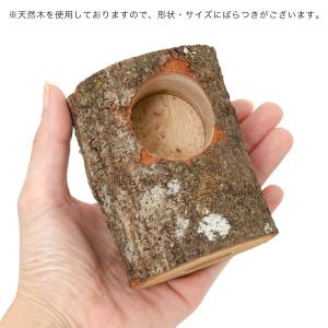 ミタニ かくれが 昆虫 カブトムシ クワガタ ...の詳細画像2