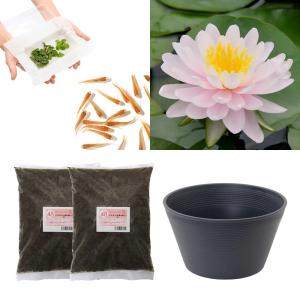 （ビオトープ）（めだか）はじめての睡蓮栽培セット　レイ・デイビス＋睡蓮鉢＋ヒメダカ＋浮き草他　説明書付　本州四国限定　お一人様１点限り