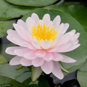 (ビオトープ)(めだか)はじめての睡蓮栽培セッ...の詳細画像1