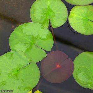 (ビオトープ)(めだか)はじめての睡蓮栽培セッ...の詳細画像2