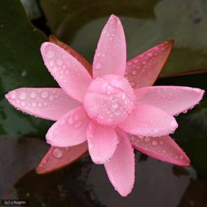 (ビオトープ)(めだか)はじめての睡蓮栽培セッ...の詳細画像1