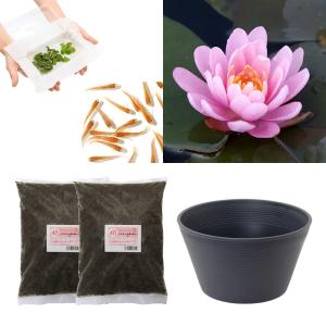 （ビオトープ）（めだか）はじめての睡蓮栽培セット　ニゲル＋睡蓮鉢＋ヒメダカ＋浮き草他　説明書付　本州四国限定　お一人様１点限り