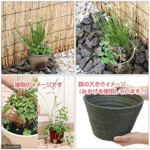 (ビオトープ)睡蓮 私の小さなビオトープ 益子...の詳細画像1