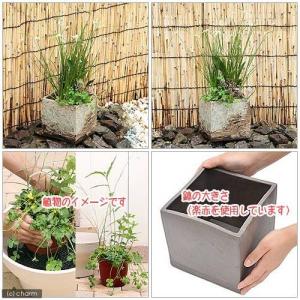 (ビオトープ)睡蓮 私の小さなビオトープ 益子...の詳細画像1