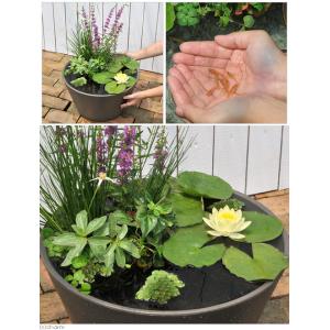 (ビオトープ)(めだか)睡蓮セット(睡蓮黄+メ...の詳細画像1