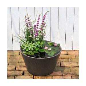 （ビオトープ）（めだか）はじめての睡蓮セット（姫睡蓮赤＋メダカ睡蓮鉢グレー＋ヒメダカ＋浮き草他）　１セット　説明書付　本州四国限定