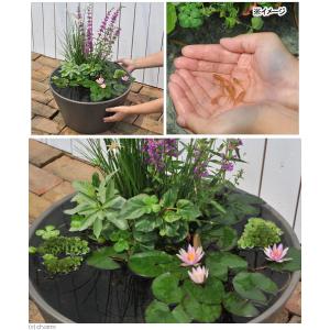 (ビオトープ)(めだか)はじめての睡蓮セット(...の詳細画像1