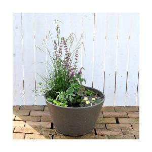 （ビオトープ）（めだか）はじめての睡蓮セット（姫睡蓮黄＋メダカ睡蓮鉢グレー＋ヒメダカ＋浮き草他）　１セット　説明書付　本州四国限定