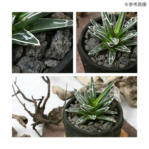 溶岩砂利 Lサイズ 5リットル 底砂 ろ材 鉢...の詳細画像4