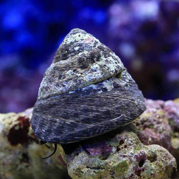 （海水魚）貝　シッタカ貝（バテイラ）　Ｍサイズ（６匹）