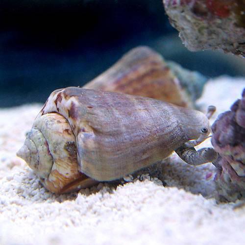 （海水魚）貝　マガキ貝　Ｍサイズ（６匹）