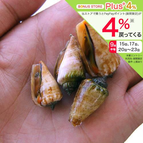 （海水魚）貝　マガキ貝　Ｓサイズ（６匹）