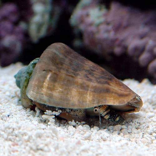 （海水魚）貝　マガキ貝　ＳＳサイズ（３匹）