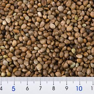 クオリス 麻の実 220g 鳥 フード 餌 え...の詳細画像2