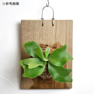 観葉植物板付けセット ビカクシダ コウモリランの詳細画像1