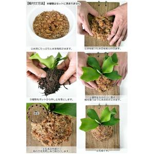 観葉植物板付けセット ビカクシダ コウモリランの詳細画像2