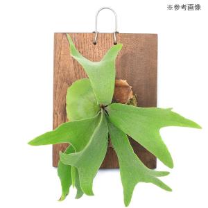 観葉植物着生用プレート 大(約30×20cm)...の詳細画像5