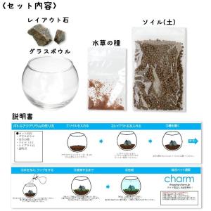 種類おまかせ 種から育てる 小さなアクアリウム...の詳細画像1