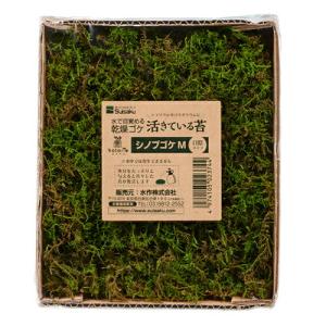 水作　活きているコケ　シノブゴケ　Ｍ　日陰タイプ