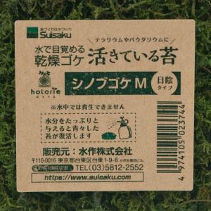 水作 活きているコケ シノブゴケ M 日陰タイプの詳細画像1
