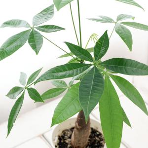 (観葉植物)パキラ 4号(3鉢)の商品画像