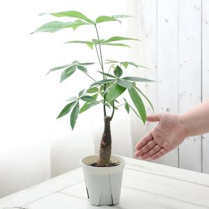 (観葉植物)パキラ 4号(3鉢)の詳細画像1
