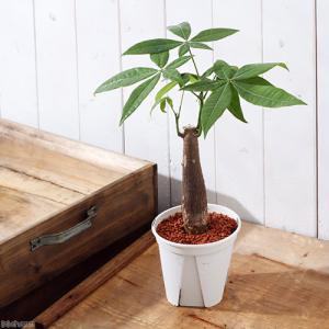 (観葉植物)パキラ 4号(3鉢)の詳細画像2