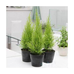 (観葉植物)ゴールドクレスト ウィルマ 3号(1...の商品画像