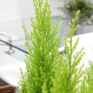 (観葉植物)ゴールドクレスト ウィルマ 3号(...の詳細画像1