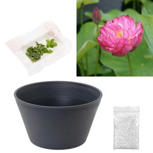 （ビオトープ）ハス（桃）と睡蓮鉢セット　八重茶椀蓮（ヤエチャワンハス）　初心者おすすめ