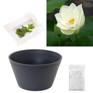 （ビオトープ）ハス（黄）と睡蓮鉢セット　黄花蓮（キバナハス）　初心者おすすめ