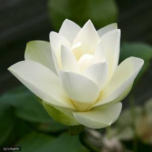(ビオトープ)ハス(黄)と睡蓮鉢セット 黄花蓮...の詳細画像3